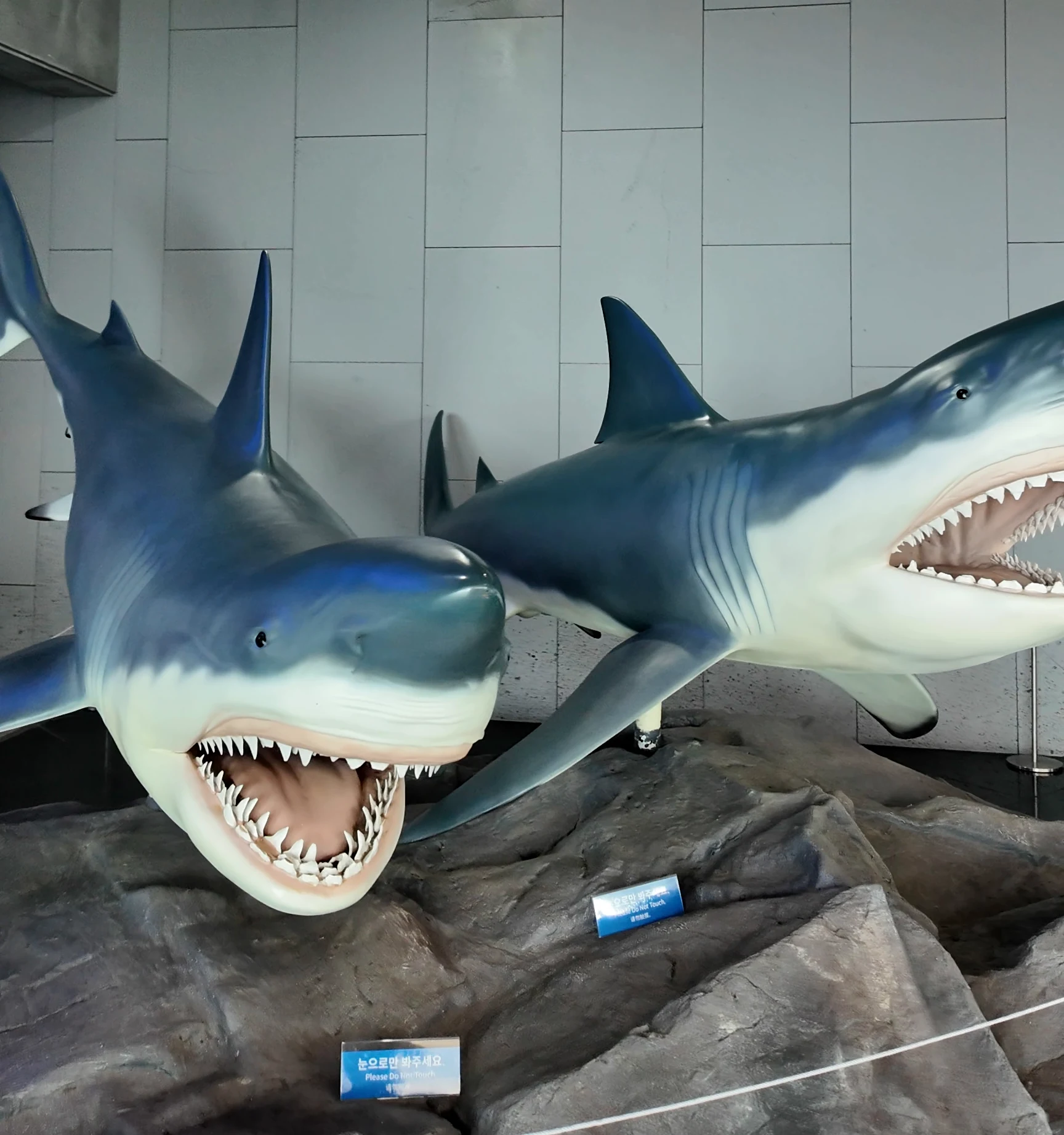 Aqua Planet 濟州水族館 入口鯊魚模型