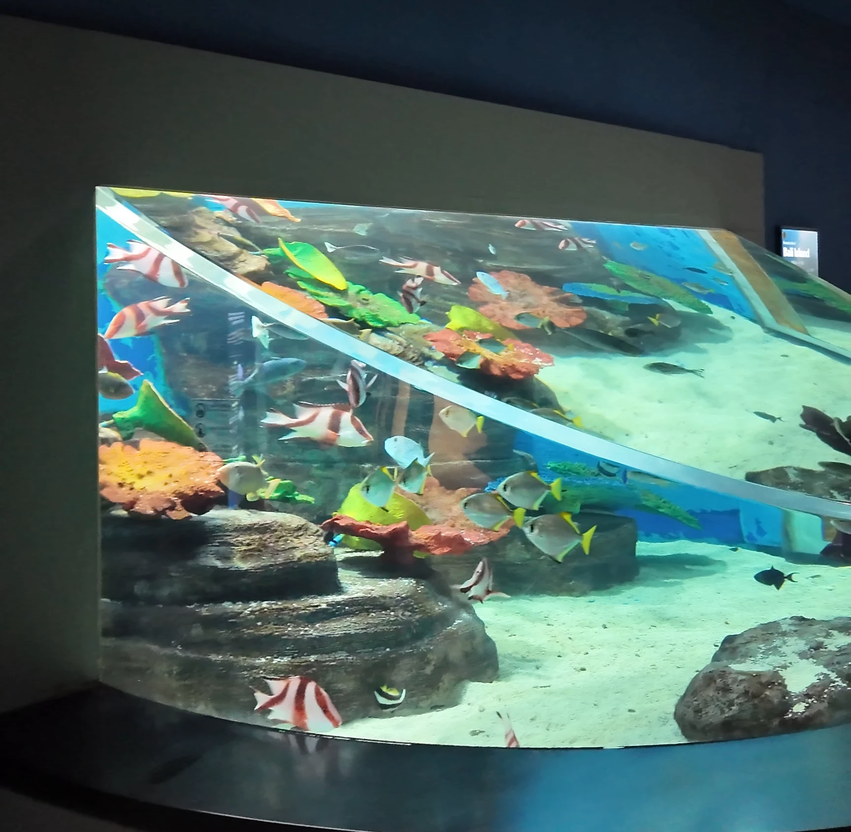 Aqua Planet 濟州水族館 熱帶魚水族箱
