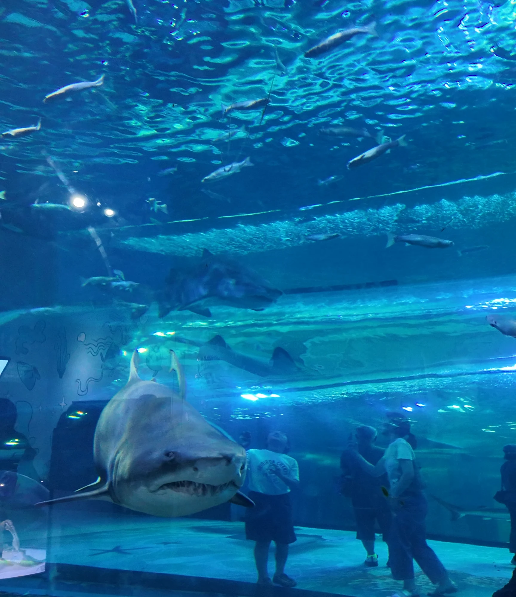 Aqua Planet 濟州水族館 沙虎鯊