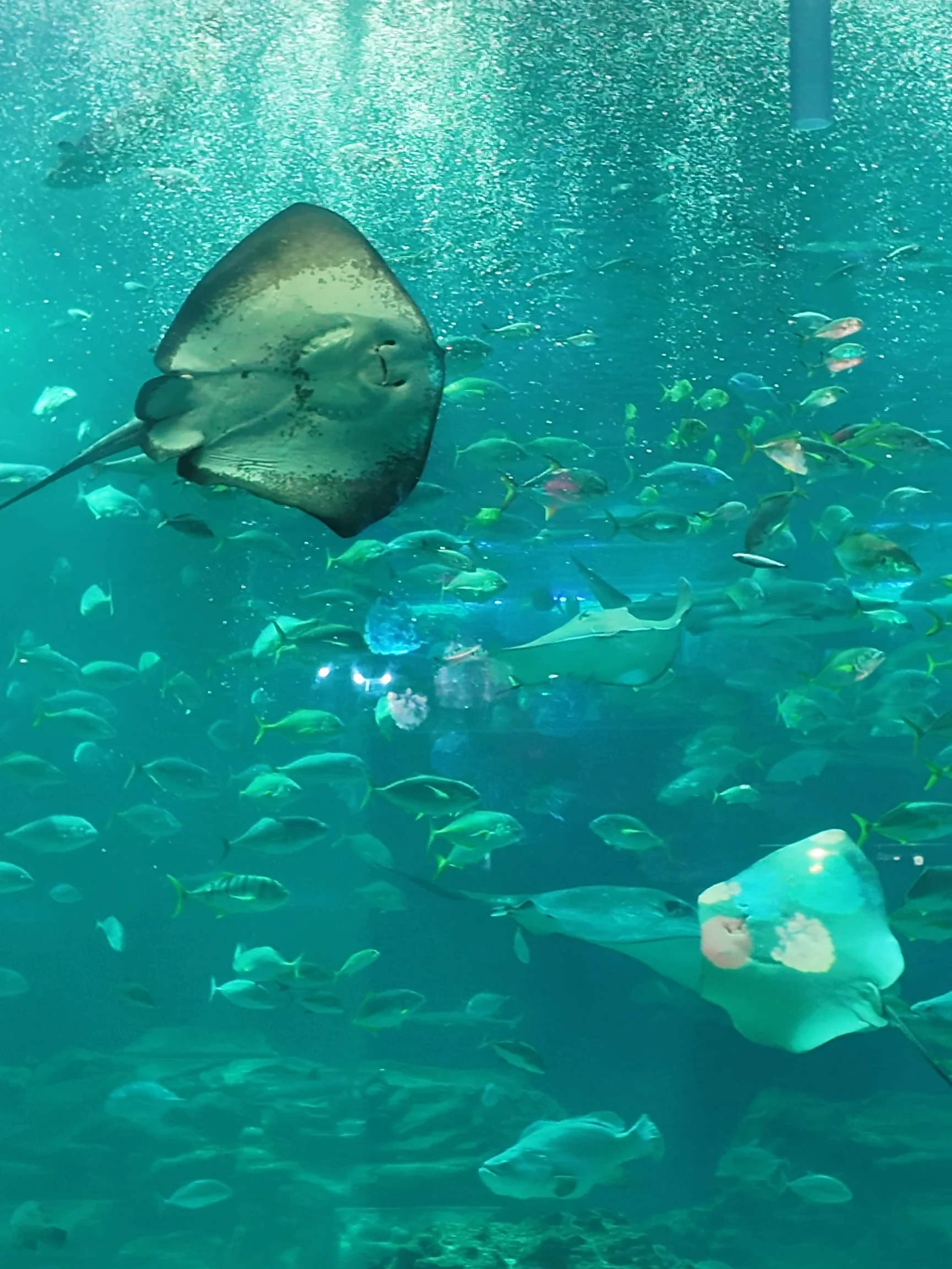 Aqua Planet 濟州水族館 主水族箱濟州之海 魟魚