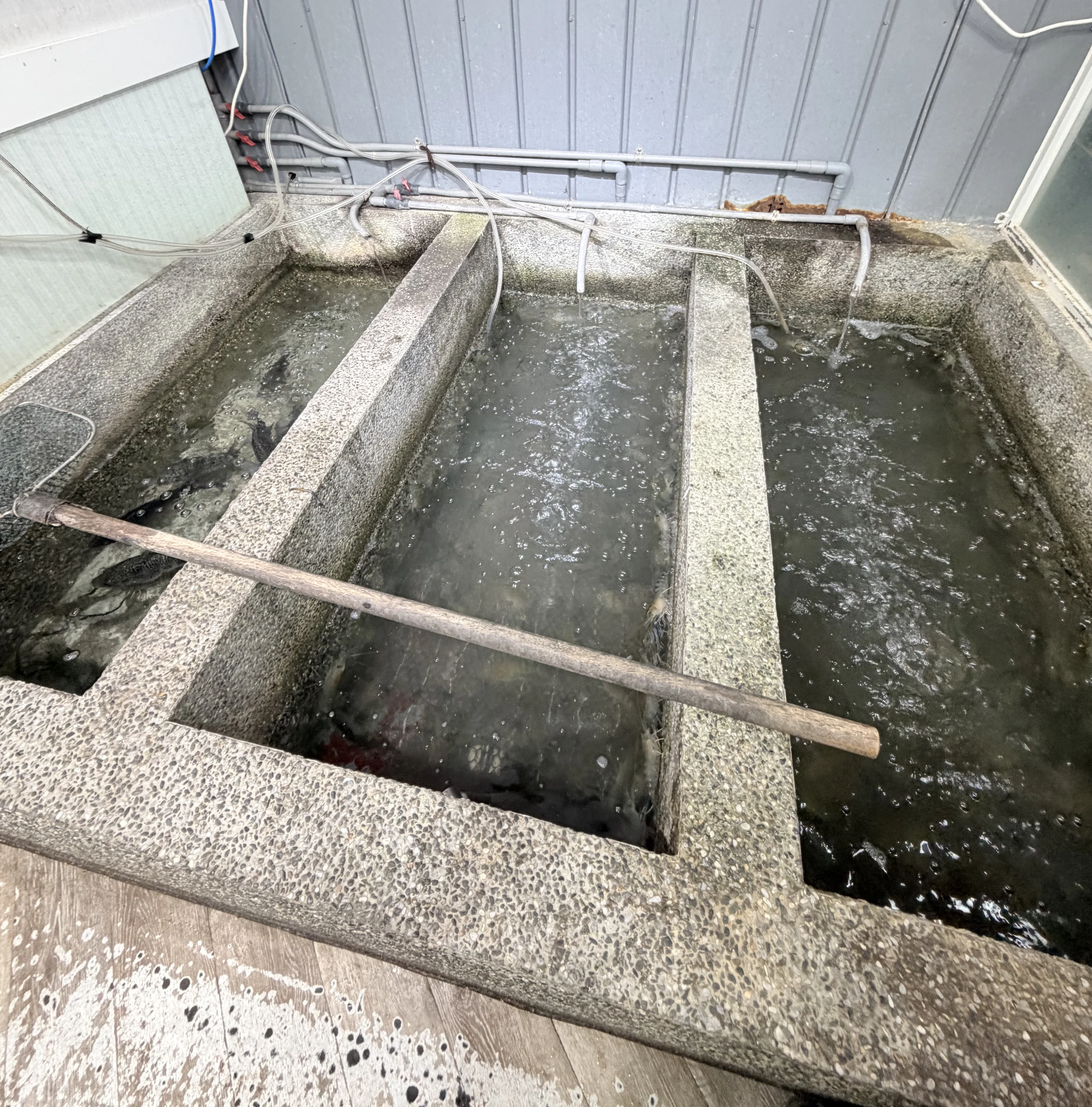水明蝦 活蝦養殖池