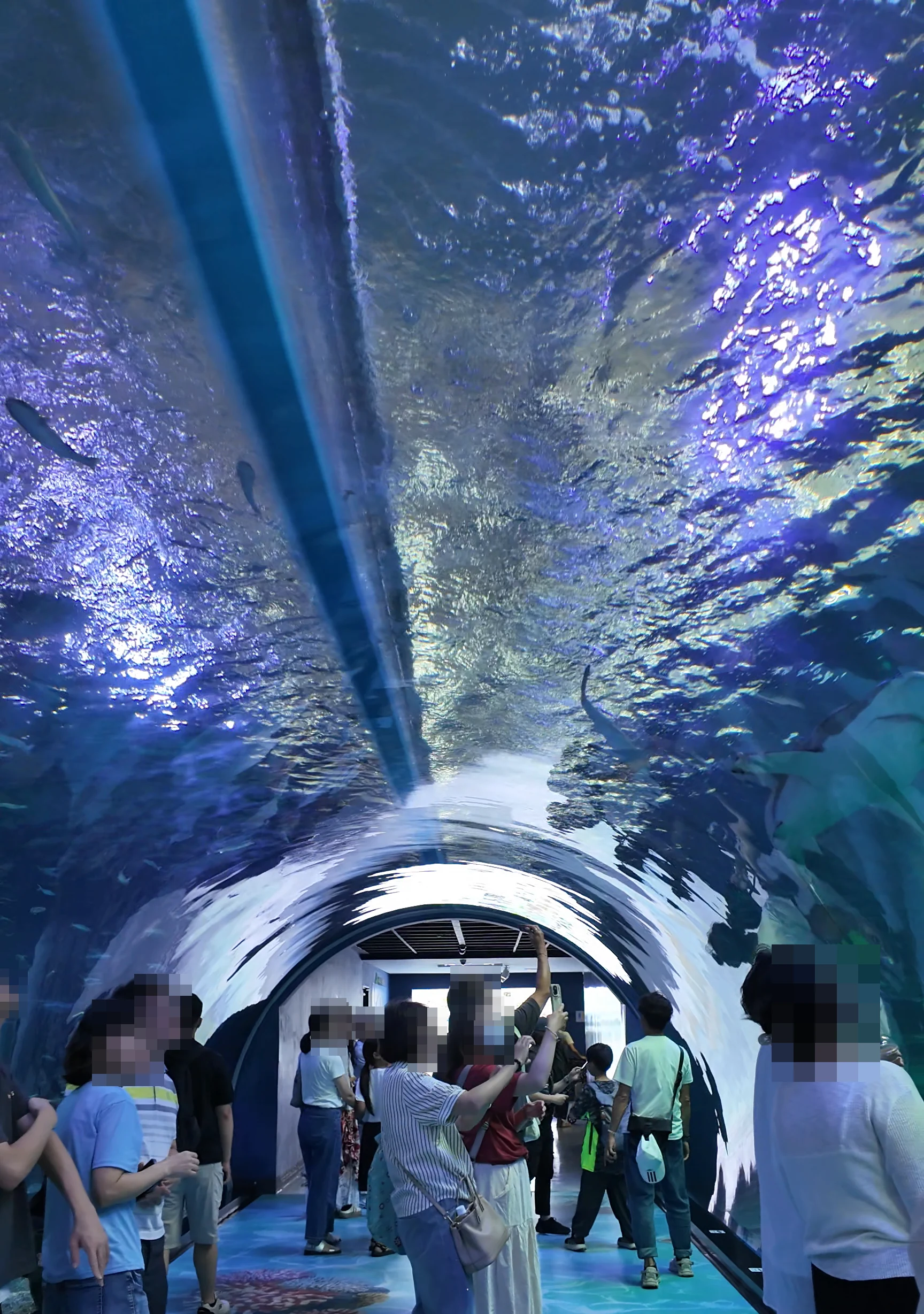 Aqua Planet 濟州水族館 水中隧道