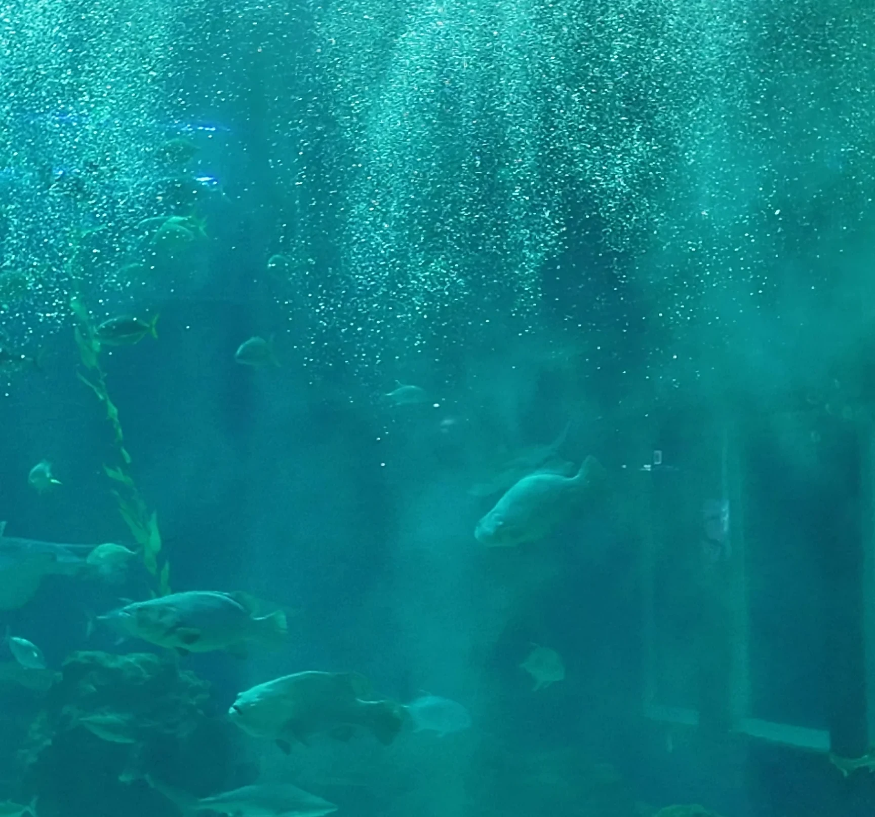 Aqua Planet 濟州水族館 主水族箱