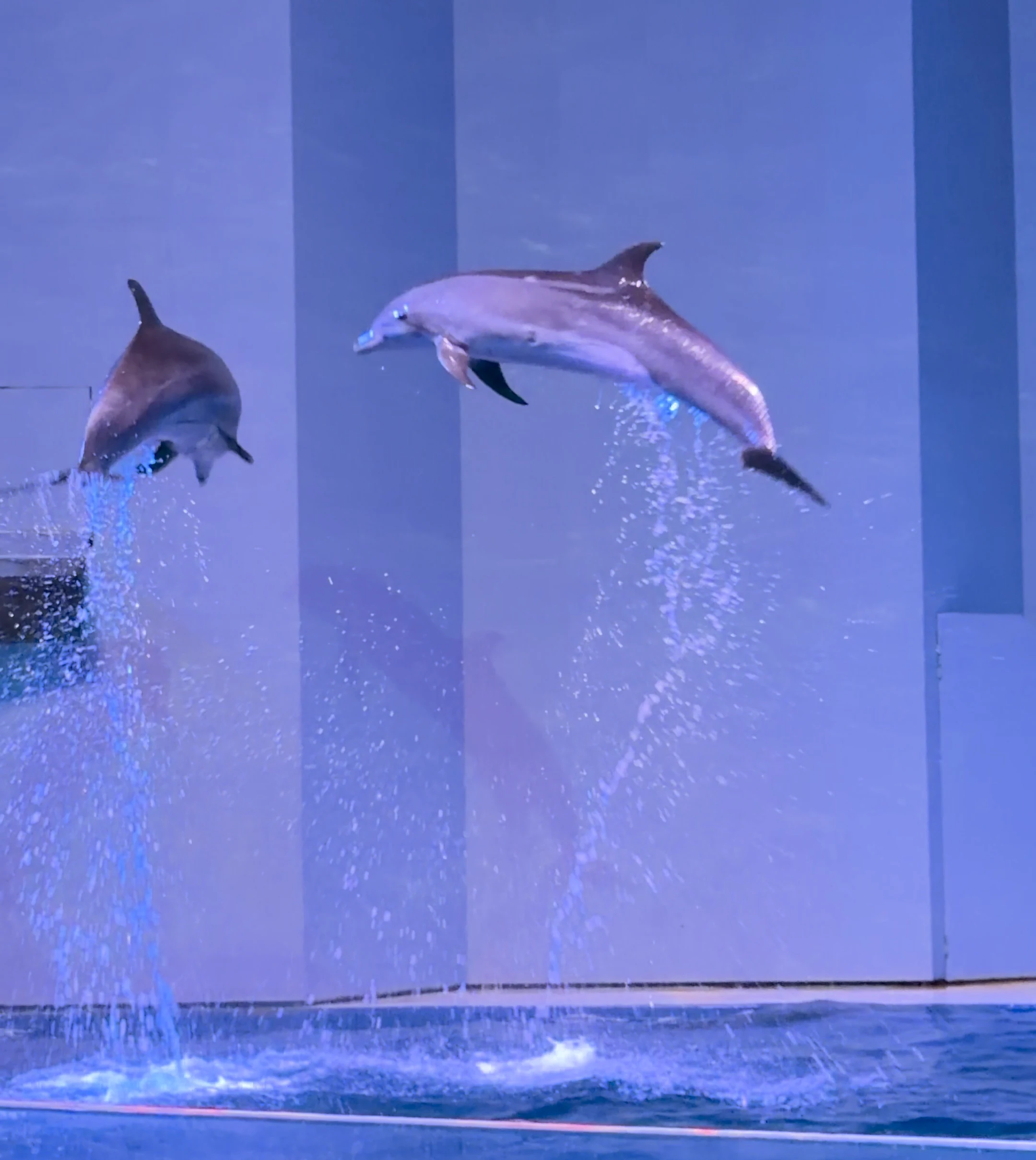 Aqua Planet 濟州水族館 海豚表演
